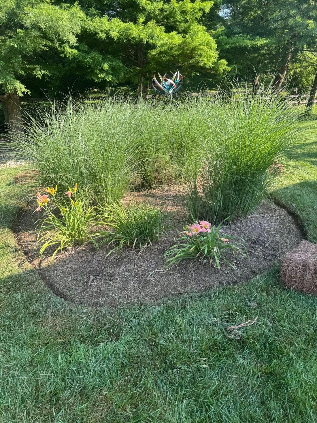 Ornamental grass bed