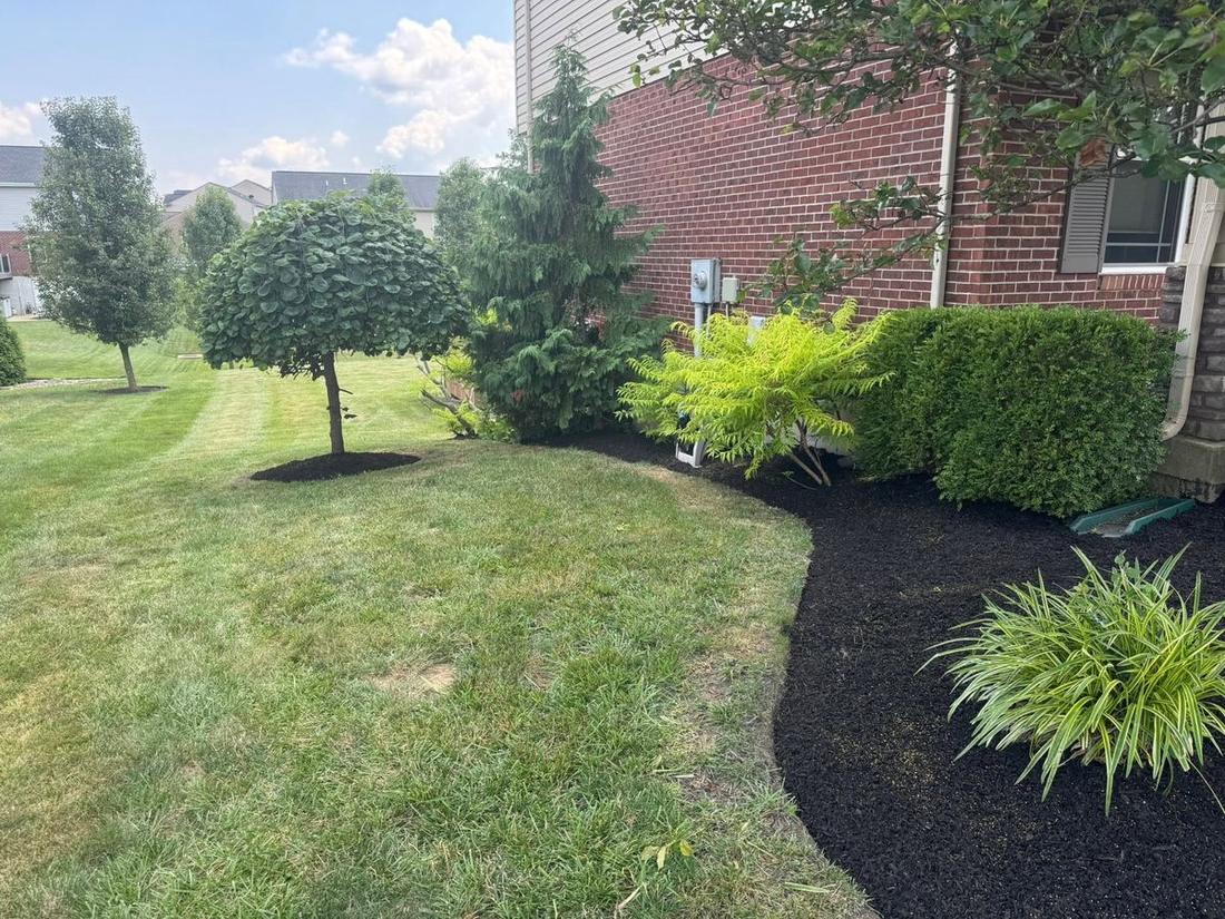 Tree ring and mulched border